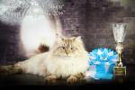 ���� ������� ������� (����)