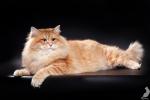 ������ ������� ����� (����)