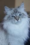 Marsella Serebristyi Iney (����)