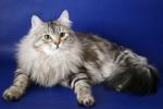 ����� �������� ����� (����)