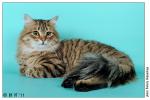 Ostap Volzskaja Krasa (����)