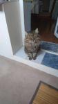 ������ ������� (����)