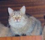 Judashka Top Model' Sibirskij Prestizh (����)