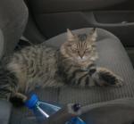 Pljushka-Vatrushka s Tajozhnogo Kraja (����)