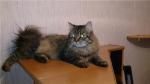 Ocharovatel'naja Sibirjachka s Krasnogo Jara (����)