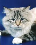 ������ ������ (����)