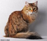 ������� �� ������� (����)