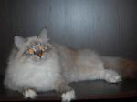 ����� ��������� �������� (����)