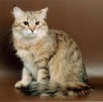 ����� �������� (����)
