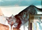 Usia Ussuri (����)