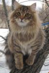 ������ ���� ����� (����)