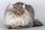 ������� (����)