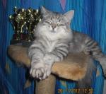 �����-������� ������� (����)