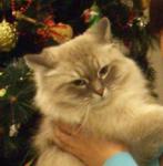 ����� ������� ������� (����)