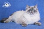 Joselin Siberian Sapphire of Lunnaya Dymka (����)