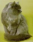 ���� ������ (����)