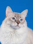 �������� ������ (����)