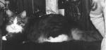 ����� ������ (����)