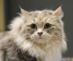 Nordskjaeret's Angelina (����)