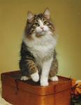 Lumikissan Apollon (����)
