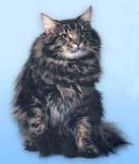 Nikolaj O.K. Sibiria (����)