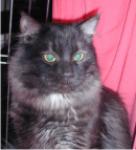 Bonifác Ceska Sibir (����)