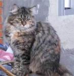 Hermine von der Sannoschka (����)