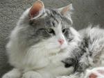 Quoronel Siberian Bastet (����)