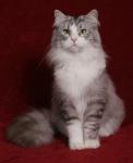 Joker Siberian Bastet (����)