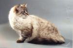������ �������� (����)