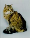 ������� (����)