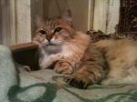 ����� ��������� ������� (����)