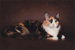 ������ (����)