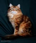 Franz Ferdinand Of Ratush (����)