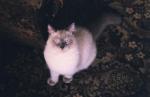 ������� (����)