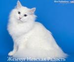 ������ ������� ������� �� ����� ���� (����)