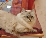 Germiona Sibirskoe Chudo (����)