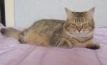 ������ �������� (����)
