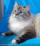 ������ ������ ���� (����)