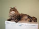 ��� (����)