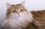 Zooia Kocie Ranczo*Pl (����)