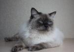 ������� �������� ��������� (����)