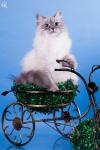 ������� ������� ������� (����)