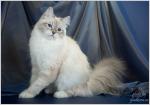 ���� ���� ������ ����� (����)