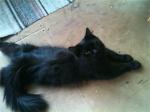 ����-��� (����)
