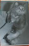 ������ ��������� (����)
