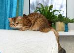 ������ �� ������� (����)