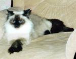 ����� (����)