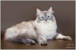 ���� ������ ����� (����)