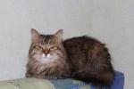 ���� (����)